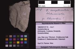 Foto (Objekt + Etiketten) von Goniodromites sp. (NHMW-GEO-1990-0041-0118)